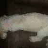 dezi.bonds - @dezi.bonds - TikTok