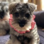 Desi Miller - @desibabydog - Instagram