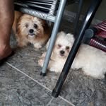 Desiderio Silva - @desiderio.silva.718 - Instagram