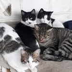 desiderio silva silva - @desideriosilvasi - Instagram