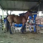 desiderio torres estrada - @desideriotorresestrada - Instagram
