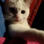Desiree Bell - @desiree.bell.7568 - Instagram