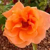 Desiree Brownell - @desiree.brownell - TikTok