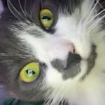 Desiree Cates - @ravensmoke1983 - Instagram