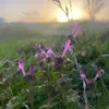 Desiree Caudill Rowe - @desireerowe - TikTok
