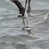 Desiree Ledrew - @desiree.ledrew - TikTok
