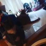 desiree edge - @my_pets_1024 - Instagram