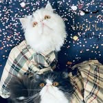Desiree Kay - @oh_u_fancy_cattery - Instagram
