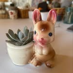 Desiree Kennedy - @the_succulent_bunny - Instagram
