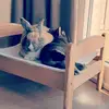 Desiree de Kok - @desireedekok - TikTok