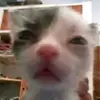 DesireeLarson - @dolorjilkph - TikTok