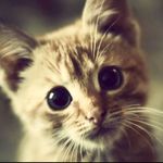 Desiree Mckenzie Gregory - @derpy_catz_ - Instagram