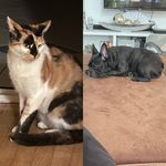Rebecca Désirée Meier - @mrcharlybrownandnalathecat - Instagram