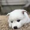 desireemeredith - @desireemeredith - TikTok
