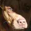 Zane - @desireemeyer246 - TikTok