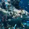 Desiree Ng - @31928378793 - TikTok