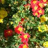 Desiree_ Roberts - @desiree_roberts - TikTok