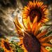 Desiree Rossi - Facebook