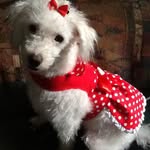 Desiree Sena - @puppymommalove - Instagram