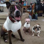 Desiree Steele - @desireesgrooming - Instagram