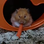 Desmond, Arnold, and Geralt - @desmondthehamster - Instagram
