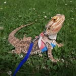 Desmond - @desmond_beardie - Instagram