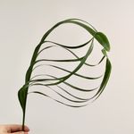 Desmond Cheung - @blooming_dez - Instagram