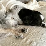 Desmond Dalton - @dalton.desmondo - Instagram