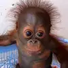 Desmond Gregory631 - @monkeyontik - TikTok