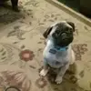 Gregory Desmond - @gregory.desmond - TikTok