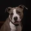 desmondherbert472 - @nikolas.flammel - TikTok