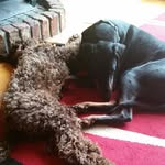 Desmond & Mitchell - @labradoodle_doberman_bffs - Instagram