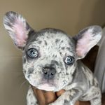 Desmond Mitchell - @1stop.kennels - Instagram