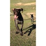 Desmond & Wallace - @gsps.desmond.and.wallace - Instagram