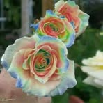 Desretta Clarke - Facebook
