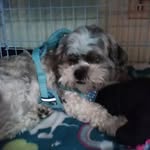 destiny-baxter - @doggy_push_pop_training - Instagram
