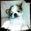 Destiny Becker - @hundepower2005 - TikTok