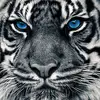 Destiny Bond - @desireeyed - TikTok