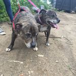 Destiny&bruce - @constant_companions_ - Instagram