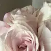 Destinyyy - @destinycamacho95 - TikTok