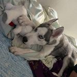 Destiny_cameron - @blue_puppy20 - Instagram