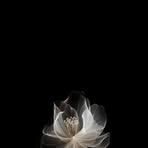 Destiny Ferrell - Facebook