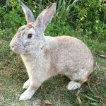 Mariah Destiny Manns - @snowball_the_rabbit_24 - Instagram