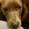 destinymelton95 - @puppy_dog300 - TikTok