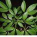 Destiny QUICK Herbal CURE - Facebook