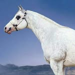 DESTINY RICHARDS - @daily.equine.post - Instagram