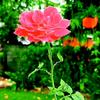 @destiny wise - @saviourik4 - TikTok