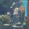 Detrick Thomas702 - @dc102018 - TikTok