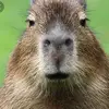 Devon Paradis - @devon.paradis - TikTok
