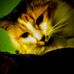Devan Rose - Facebook